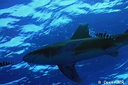 Carcharhinus longimanus requin oceanique DSC_2827_tn
